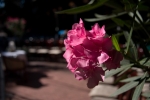 CRW_8069.jpg